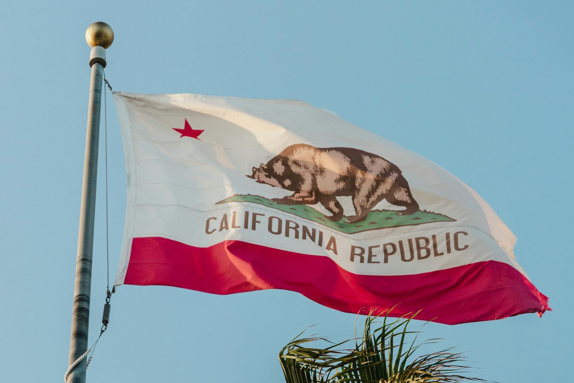 A photo of the California flag flying on a flagpole with a blue sky in the background and the tip of a palm tree visible at the bottom. 